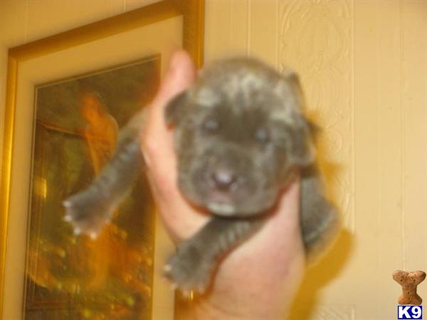Neapolitan Mastiff Puppies